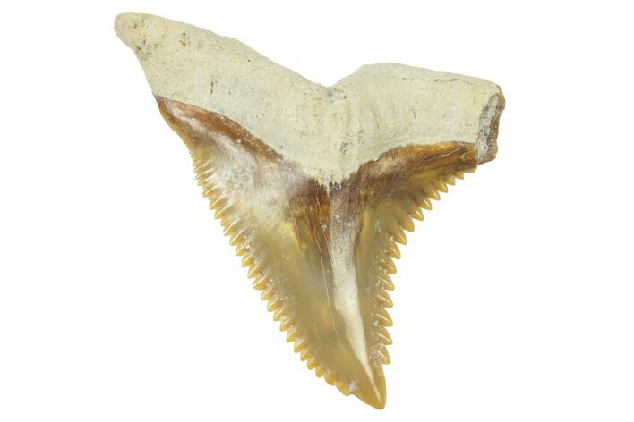 Fossil Shark Tooth (Hemipristis) - Bone Valley, Florida #235635